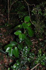 Laureliopsis philippiana