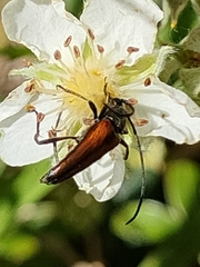 Stenurella bifasciata