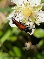Stenurella bifasciata