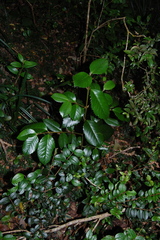 Laureliopsis philippiana