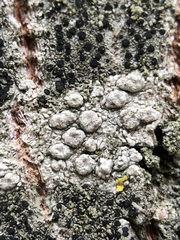 Pertusaria pertusa