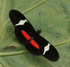 Heliconius clysonymus clysonymus
