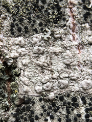 Pertusaria pertusa