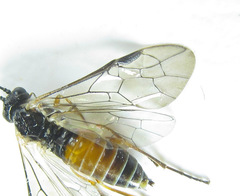 Strongylogaster macula