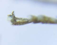 Strongylogaster macula