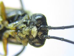 Strongylogaster macula