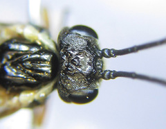 Strongylogaster macula