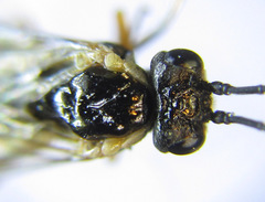 Strongylogaster macula