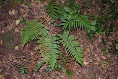 Polystichum chilense