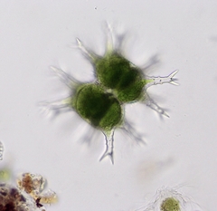 Staurastrum arctiscon