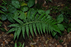 Polystichum chilense