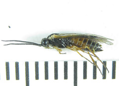 Strongylogaster macula