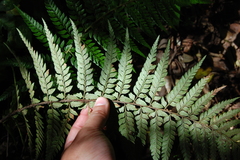 Polystichum chilense