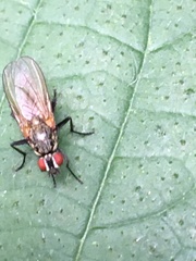 Hydrophoria lancifer