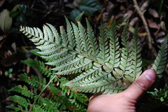 Polystichum chilense