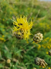 Centaurea orientalis