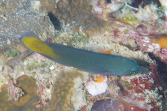 Pseudochromis fuscus