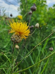 Centaurea orientalis
