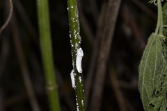 Orthezia urticae