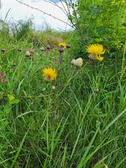 Centaurea orientalis