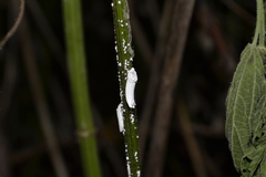 Orthezia urticae