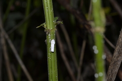 Orthezia urticae