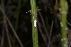 Orthezia urticae