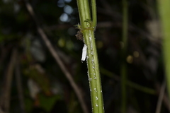 Orthezia urticae