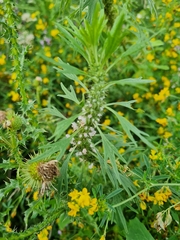 Leonurus quinquelobatus