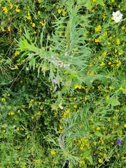 Leonurus quinquelobatus