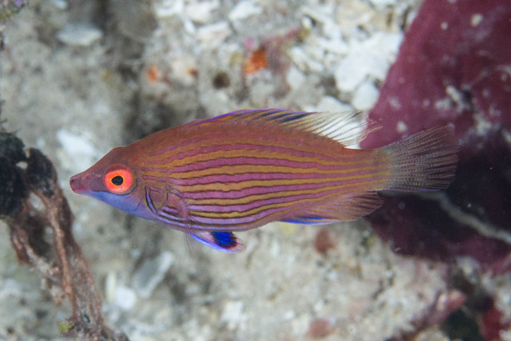 Pelvic-Spot Wrasse