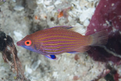 Pseudocheilinops ataenia