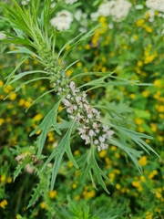 Leonurus quinquelobatus