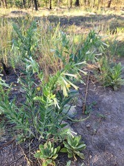 Lithospermum macromeria