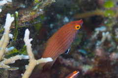 Pseudocheilinops ataenia