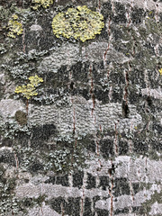 Pertusaria pertusa