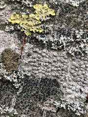 Pertusaria pertusa
