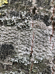 Pertusaria pertusa