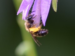 Andrena bicolor