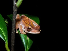 Polypedates colletti