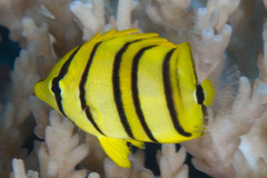 Chaetodon octofasciatus