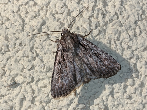 Yigoga signifera