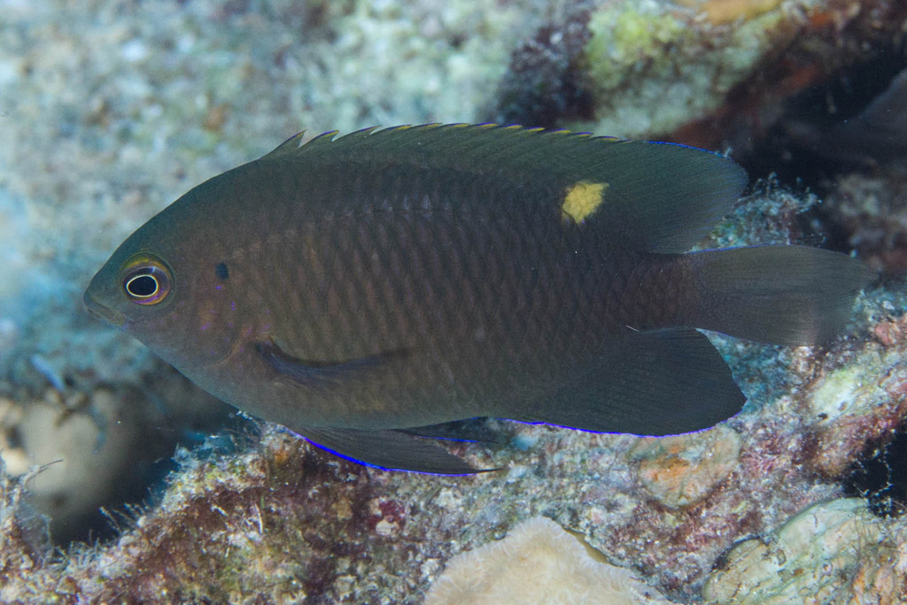 Burrough's Damsel