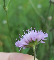 Knautia arvensis