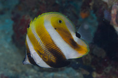 Coradion chrysozonus