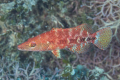 Oxycheilinus celebicus