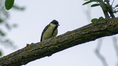Parus major