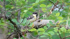 Parus major