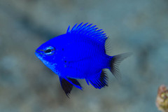 Chrysiptera cymatilis