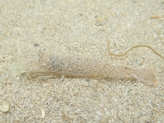 Crangonidae